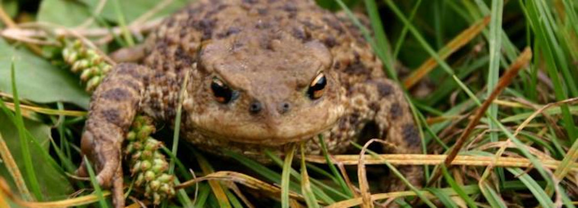Common Toad c. Nev Gurnhill