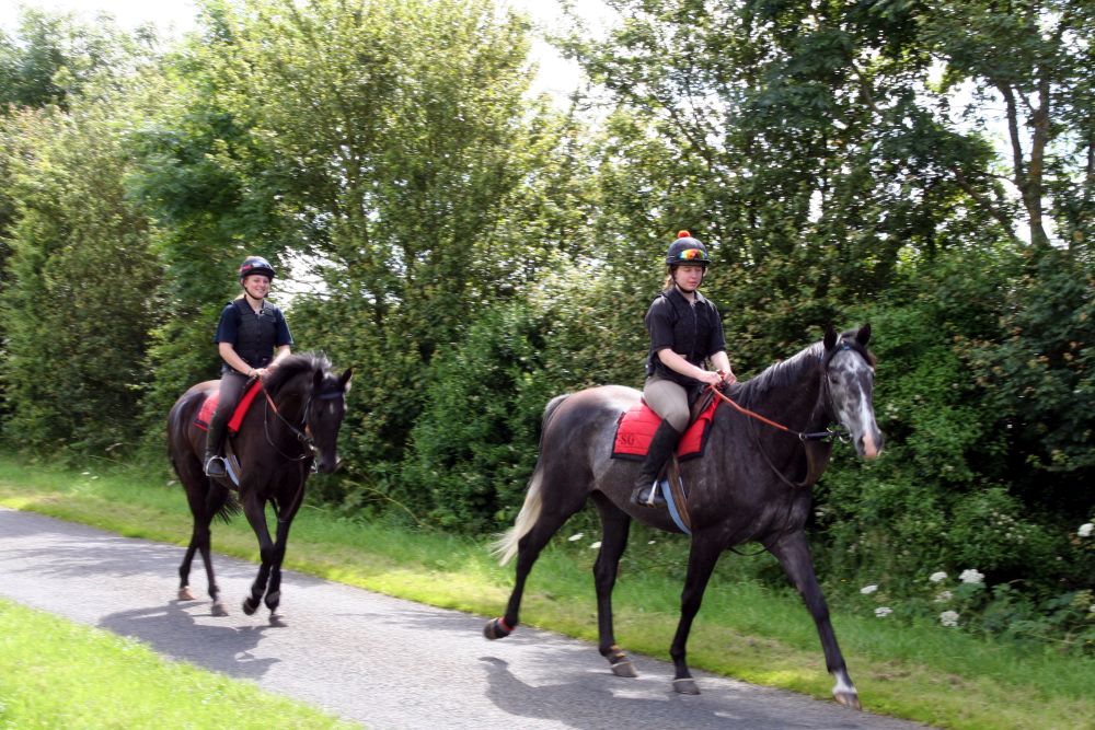 Racehorses exercising near Scamblesby